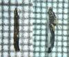 Caloptilia sp.